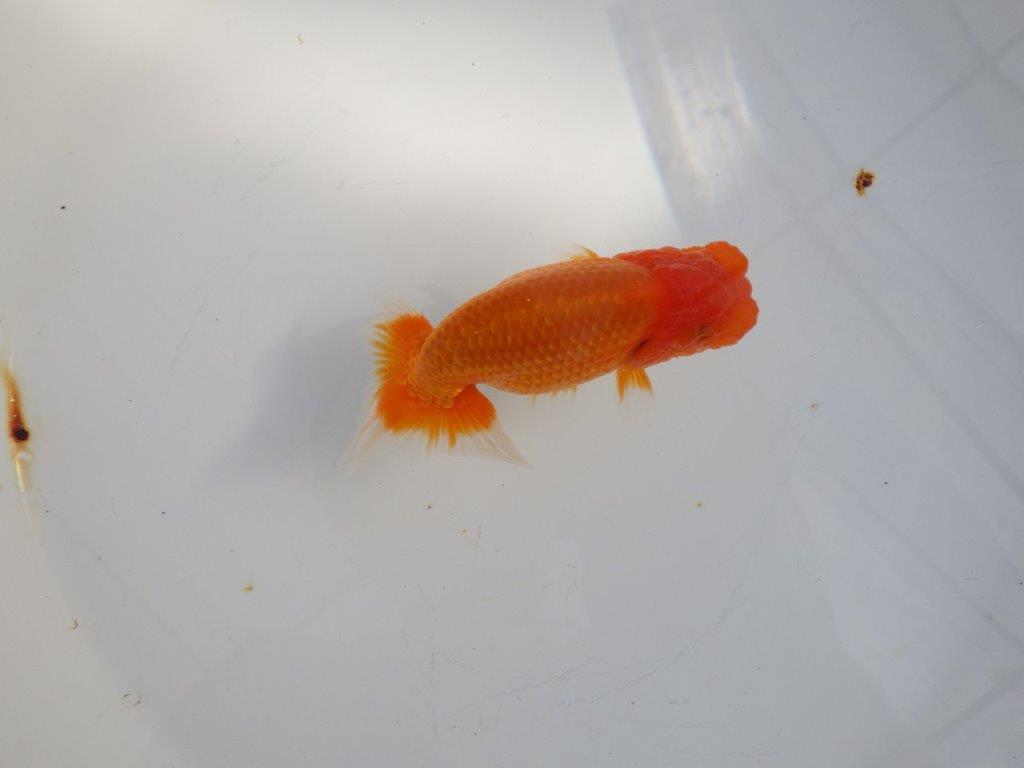 【 志摩紅鱗会所属ブリーダーY様　当歳らんちゅう】今後に期待！　約11,5㎝  オス？