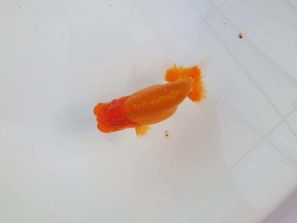 【 志摩紅鱗会所属ブリーダーY様　当歳らんちゅう】今後に期待！　約11,5㎝  オス？