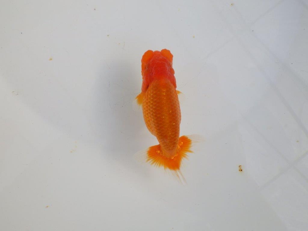 【 志摩紅鱗会所属ブリーダーY様　当歳らんちゅう】今後に期待！　約11,5㎝  オス？の上身