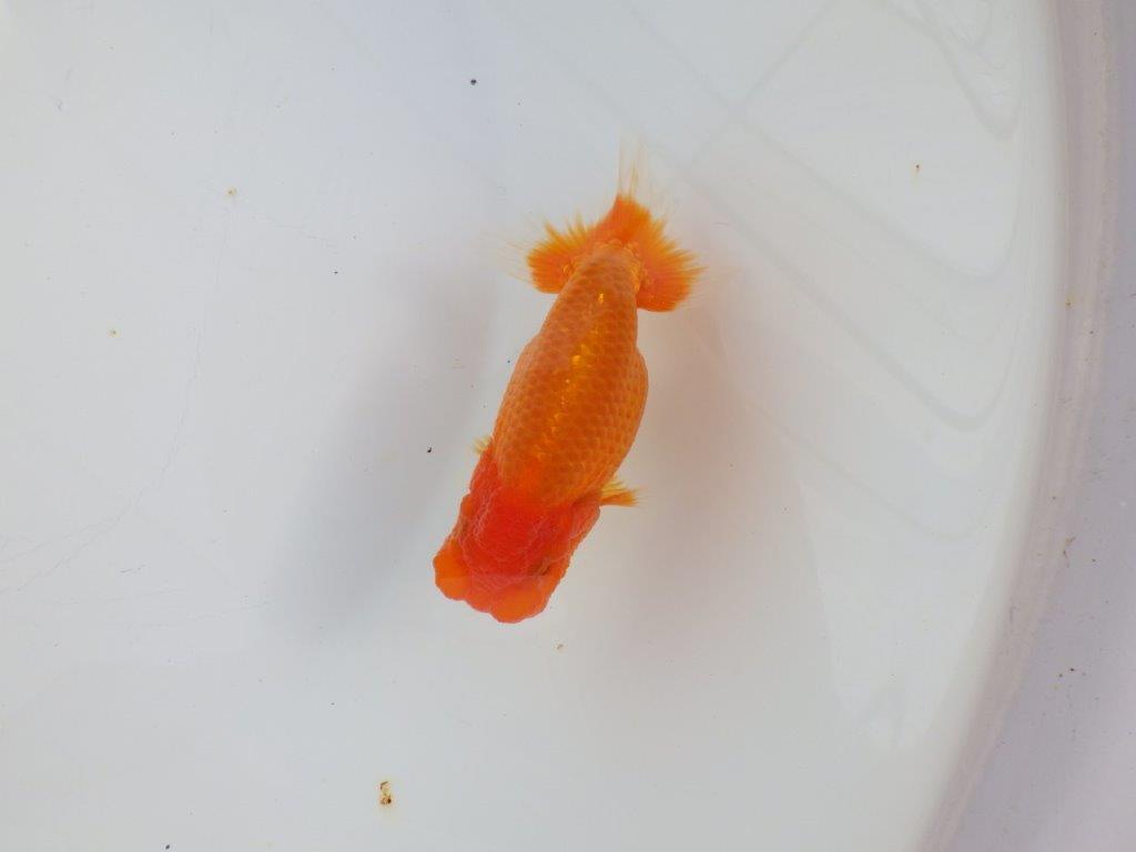 【 志摩紅鱗会所属ブリーダーY様　当歳らんちゅう】今後に期待！　約11,5㎝  オス？