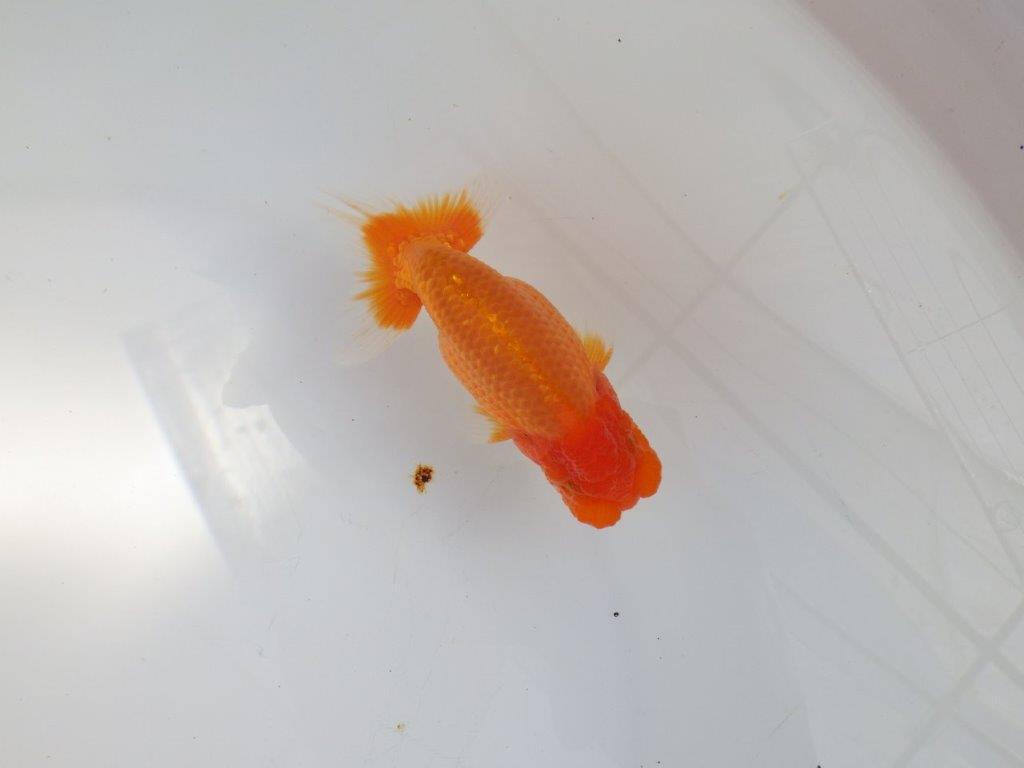 【 志摩紅鱗会所属ブリーダーY様　当歳らんちゅう】今後に期待！　約11,5㎝  オス？