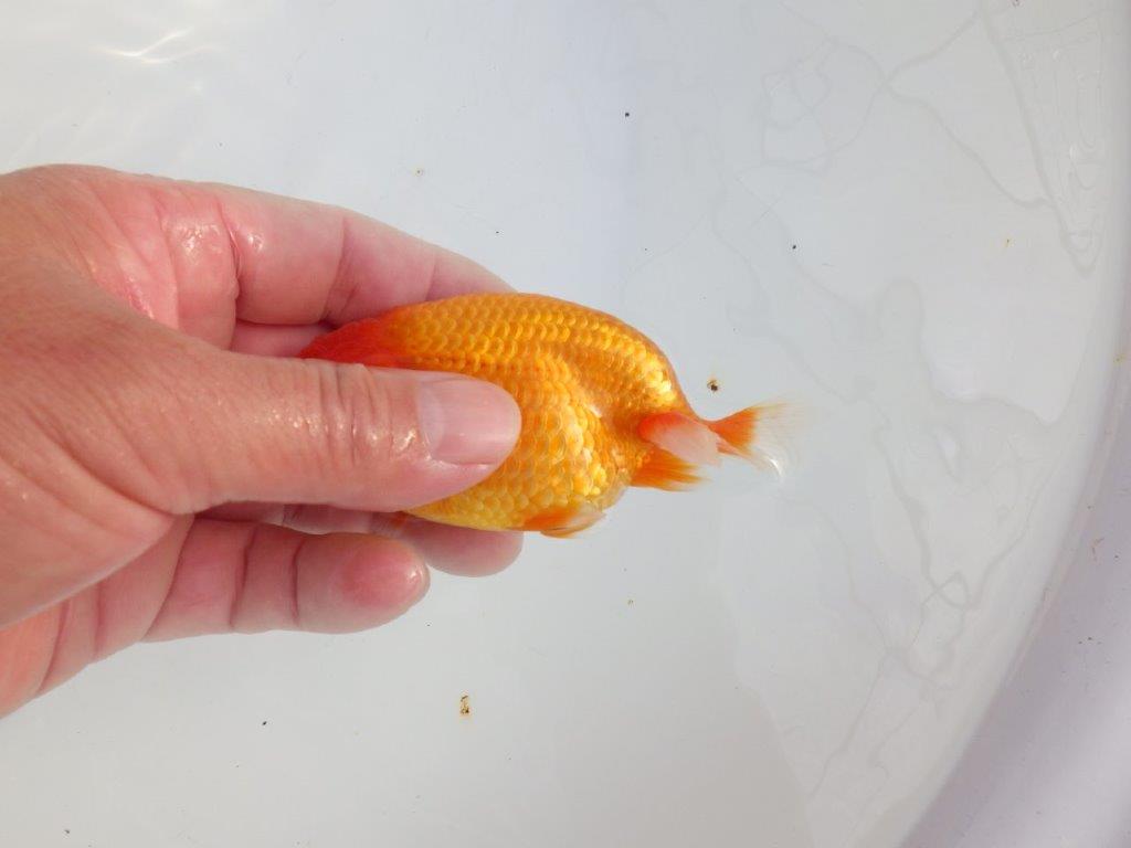 【 志摩紅鱗会所属ブリーダーY様　当歳らんちゅう】今後に期待！　約11,5㎝  オス？