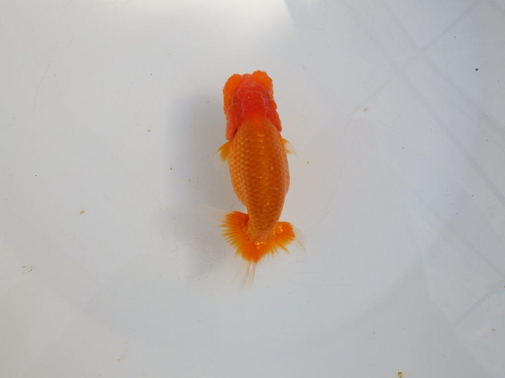 【 志摩紅鱗会所属ブリーダーY様　当歳らんちゅう】今後に期待！　約11,5㎝  オス？