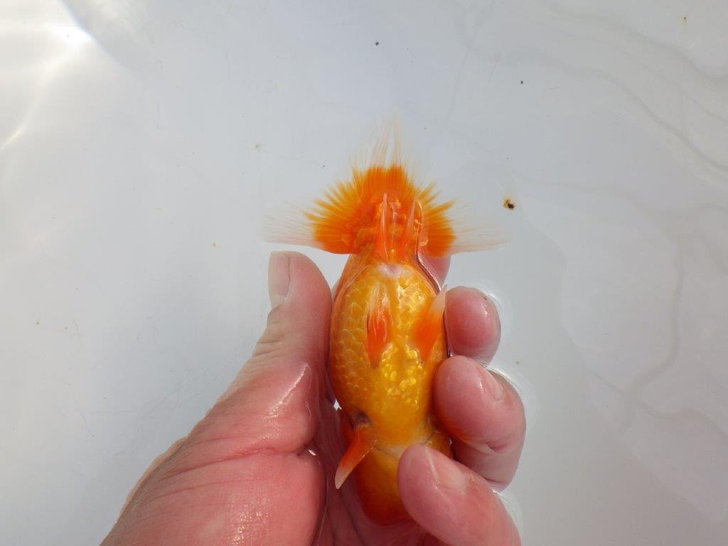 【 志摩紅鱗会所属ブリーダーY様　当歳らんちゅう】今後に期待！　約11,5㎝  オス？