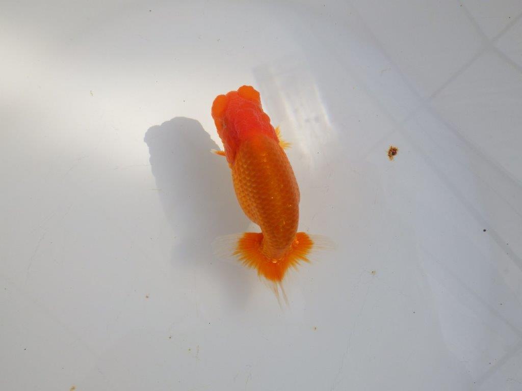 【 志摩紅鱗会所属ブリーダーY様　当歳らんちゅう】今後に期待！　約11,5㎝  オス？