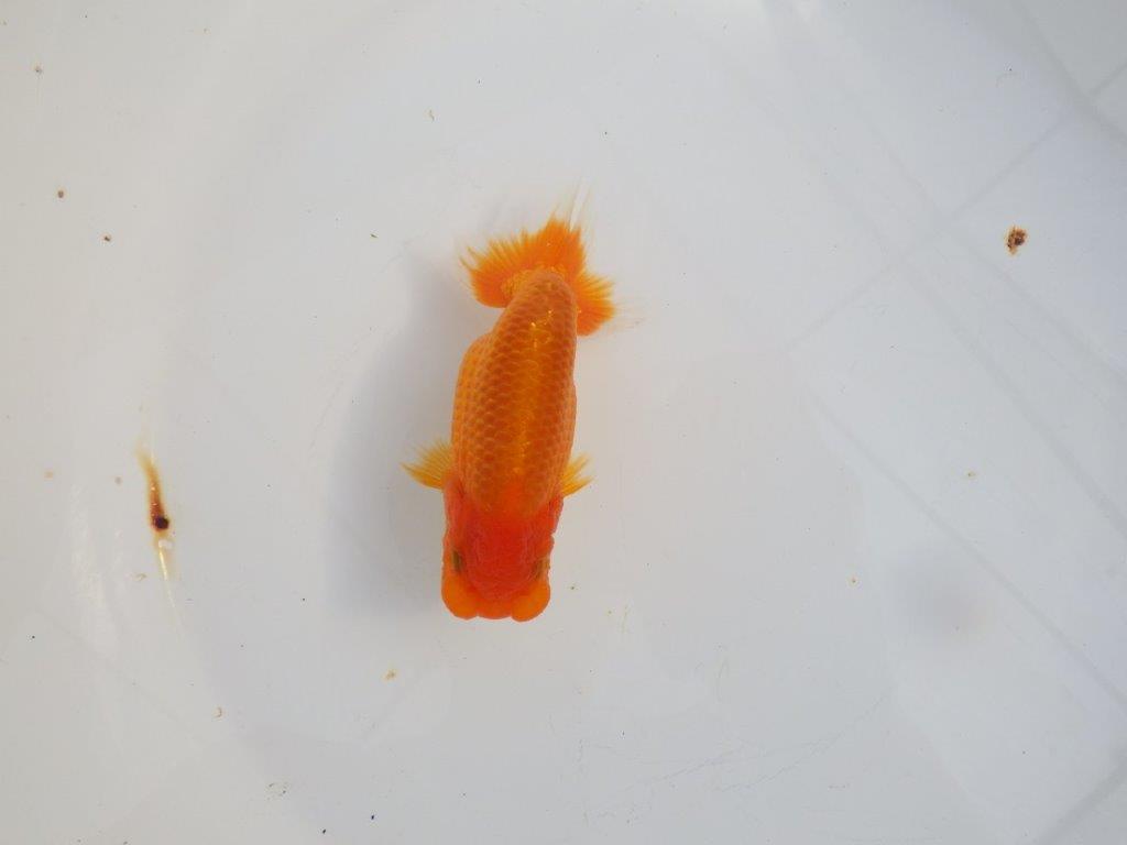 【 志摩紅鱗会所属ブリーダーY様 当歳らんちゅう】魅力あり! 約11,5㎝ オス?