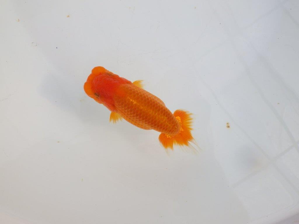 【 志摩紅鱗会所属ブリーダーY様　当歳らんちゅう】魅力あり！　約11,5㎝  オス？の上身