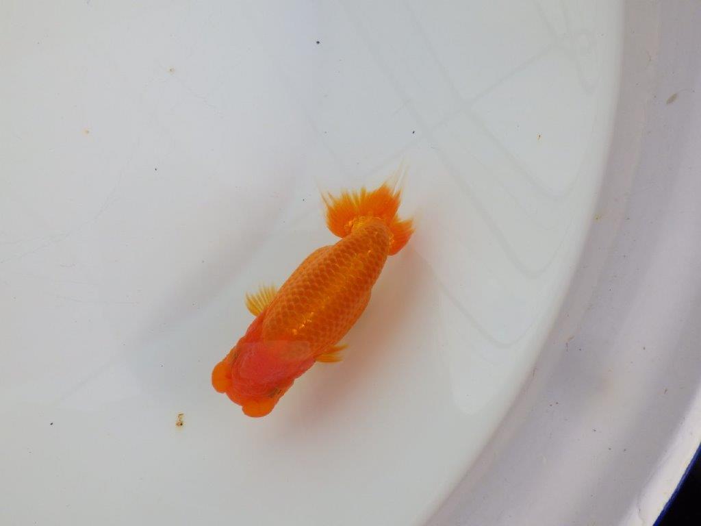 【 志摩紅鱗会所属ブリーダーY様 当歳らんちゅう】魅力あり! 約11,5㎝ オス?