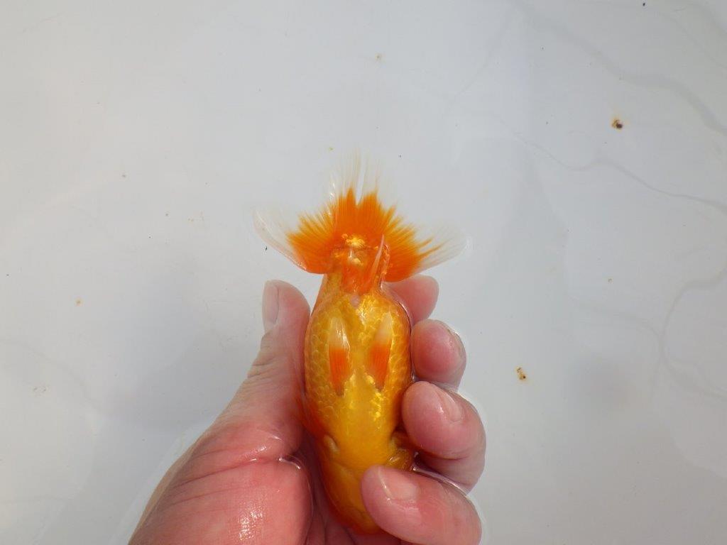 【 志摩紅鱗会所属ブリーダーY様 当歳らんちゅう】魅力あり! 約11,5㎝ オス?