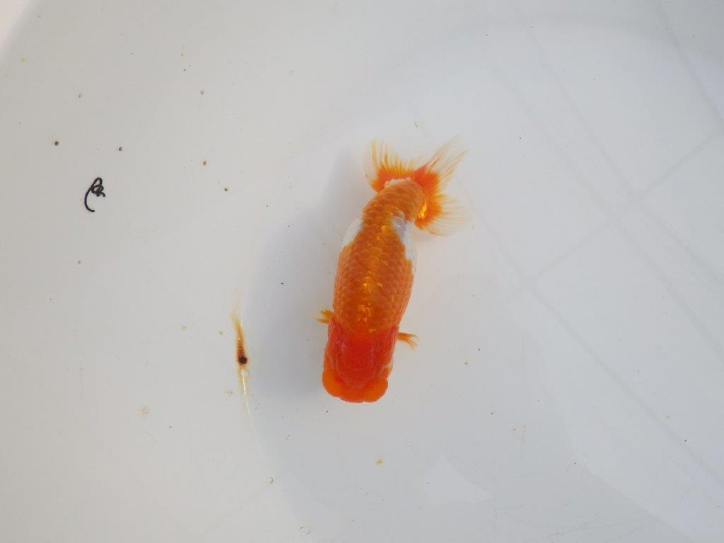 【 志摩紅鱗会所属ブリーダーY様 当歳らんちゅう】綺麗な柄の更紗らんちゅう! 約12,5㎝ オス?