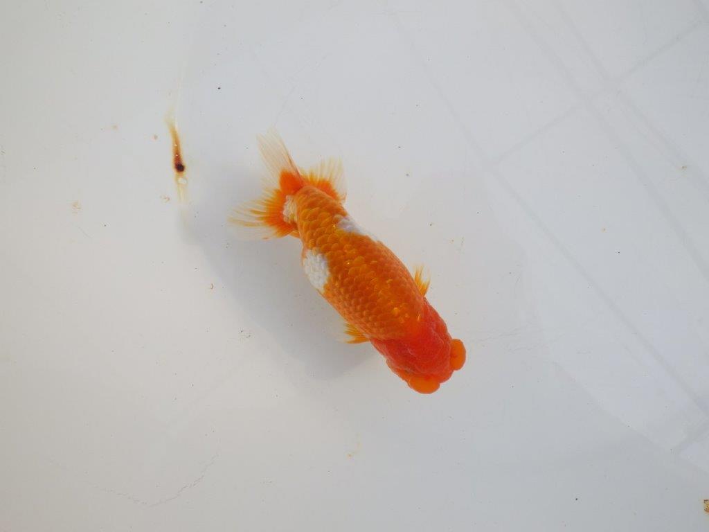 【 志摩紅鱗会所属ブリーダーY様 当歳らんちゅう】綺麗な柄の更紗らんちゅう! 約12,5㎝ オス?