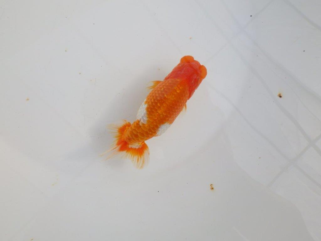 【 志摩紅鱗会所属ブリーダーY様 当歳らんちゅう】綺麗な柄の更紗らんちゅう! 約12,5㎝ オス?