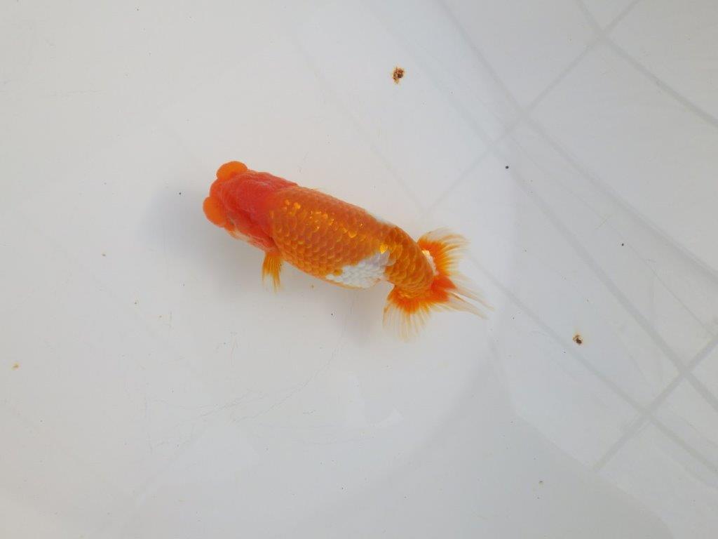 【 志摩紅鱗会所属ブリーダーY様 当歳らんちゅう】綺麗な柄の更紗らんちゅう! 約12,5㎝ オス?