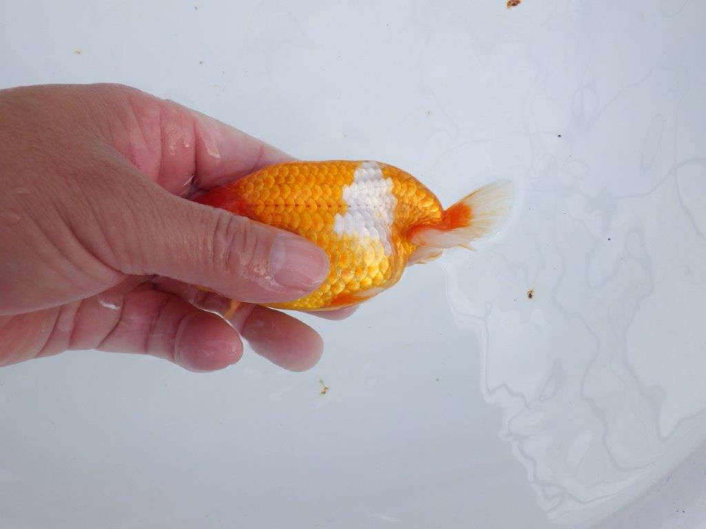 【 志摩紅鱗会所属ブリーダーY様 当歳らんちゅう】綺麗な柄の更紗らんちゅう! 約12,5㎝ オス?