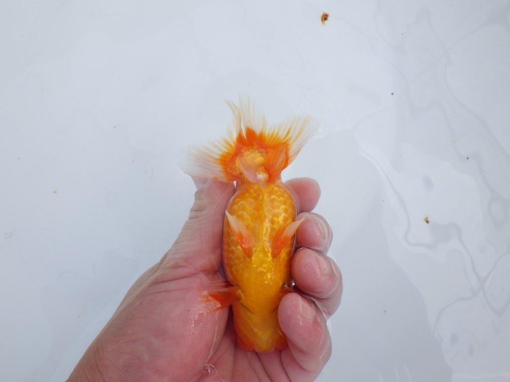 【 志摩紅鱗会所属ブリーダーY様 当歳らんちゅう】綺麗な柄の更紗らんちゅう! 約12,5㎝ オス?