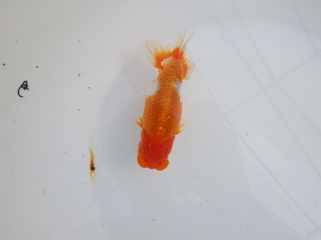 【 志摩紅鱗会所属ブリーダーY様 当歳らんちゅう】綺麗な柄の更紗らんちゅう! 約12,5㎝ オス?