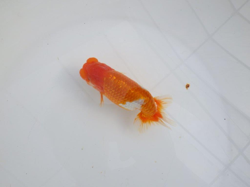 【 志摩紅鱗会所属ブリーダーY様　当歳らんちゅう】綺麗な柄の更紗らんちゅう！　約12,5㎝  オス？の上身