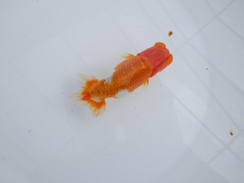 【 志摩紅鱗会所属ブリーダーY様 当歳らんちゅう】綺麗な柄の更紗らんちゅう! 約12,5㎝ オス?