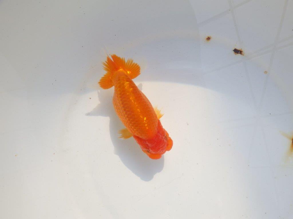 【 志摩紅鱗会所属ブリーダー様　当歳らんちゅう】雰囲気が良い！　約13,5㎝  メス？の上身