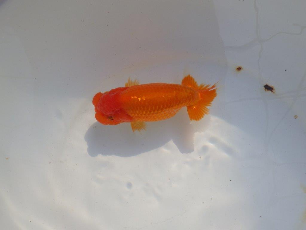 【 志摩紅鱗会所属ブリーダー様 当歳らんちゅう】雰囲気が良い! 約13,5㎝ メス?