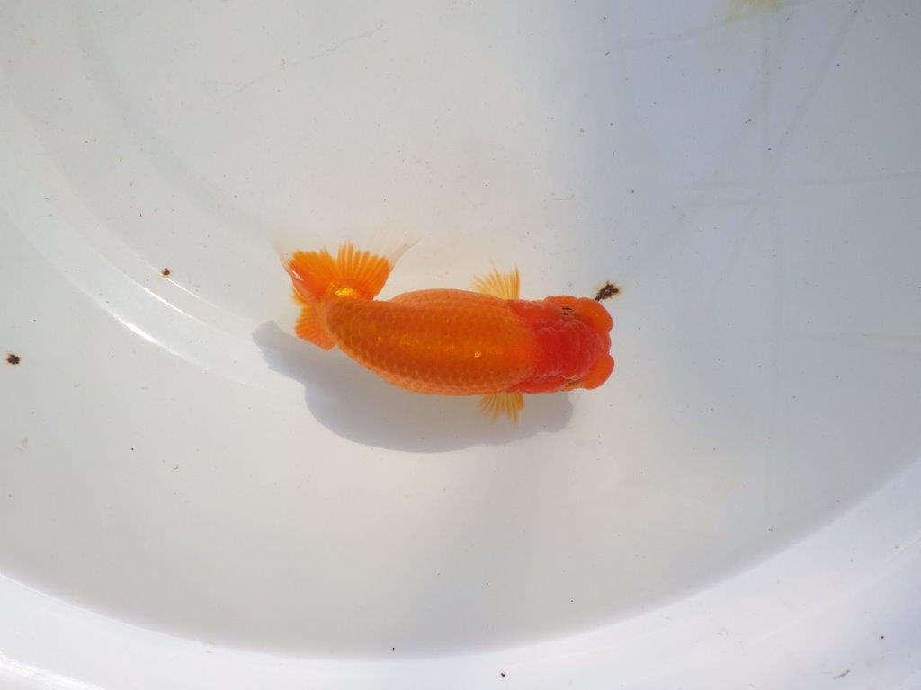 【 志摩紅鱗会所属ブリーダー様 当歳らんちゅう】雰囲気が良い! 約13,5㎝ メス?