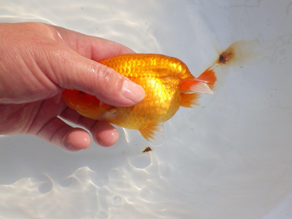 【 志摩紅鱗会所属ブリーダー様 当歳らんちゅう】雰囲気が良い! 約13,5㎝ メス?