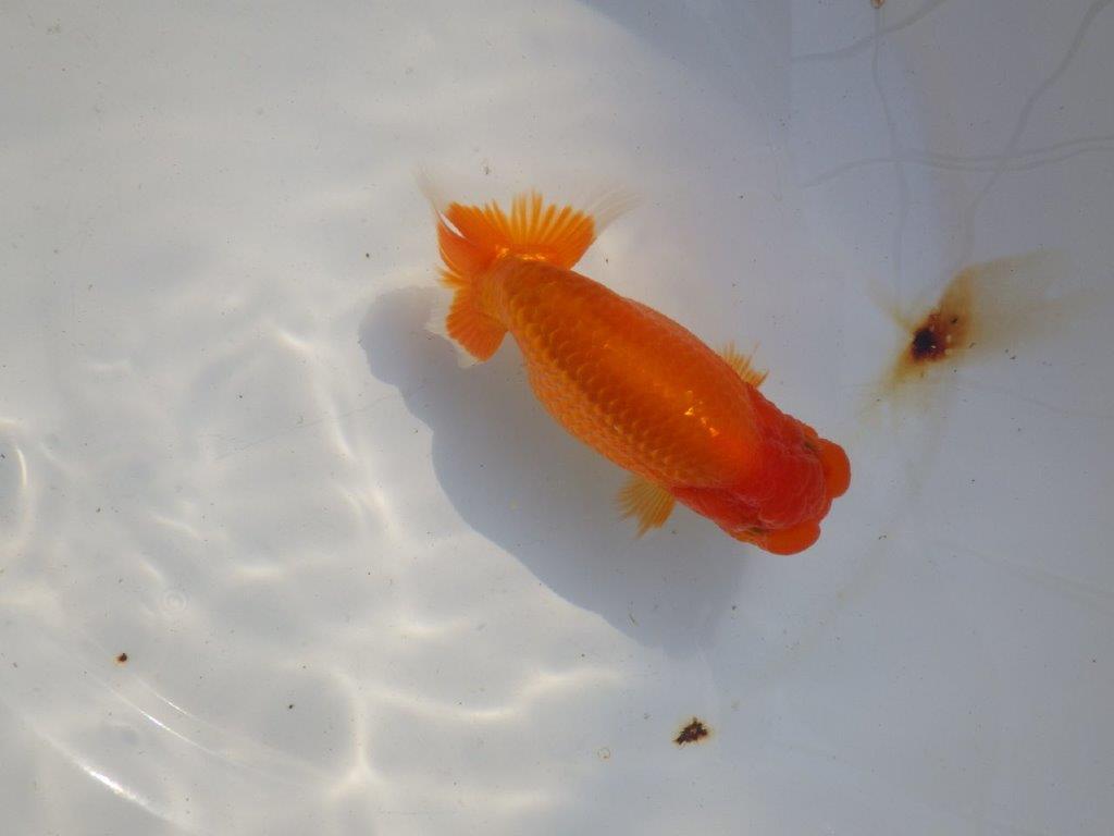 【 志摩紅鱗会所属ブリーダー様 当歳らんちゅう】雰囲気が良い! 約13,5㎝ メス?