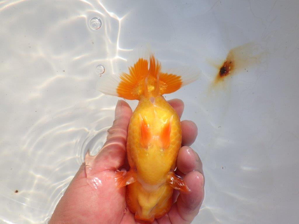 【 志摩紅鱗会所属ブリーダー様 当歳らんちゅう】雰囲気が良い! 約13,5㎝ メス?