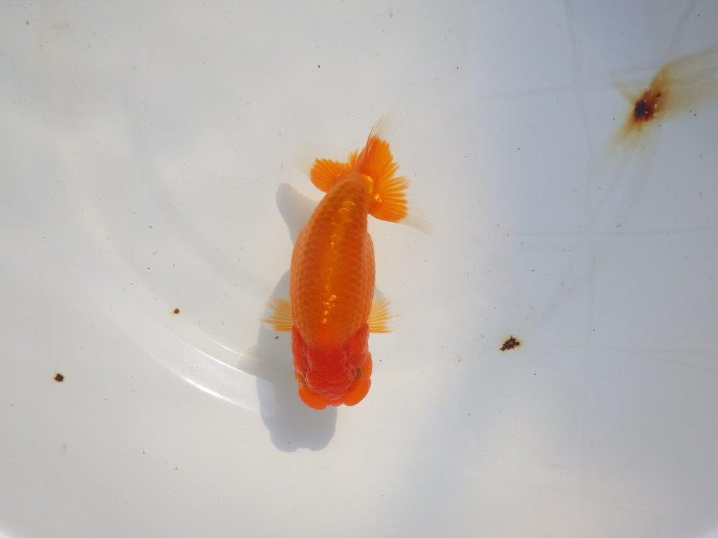 【 志摩紅鱗会所属ブリーダー様 当歳らんちゅう】雰囲気が良い! 約13,5㎝ メス?