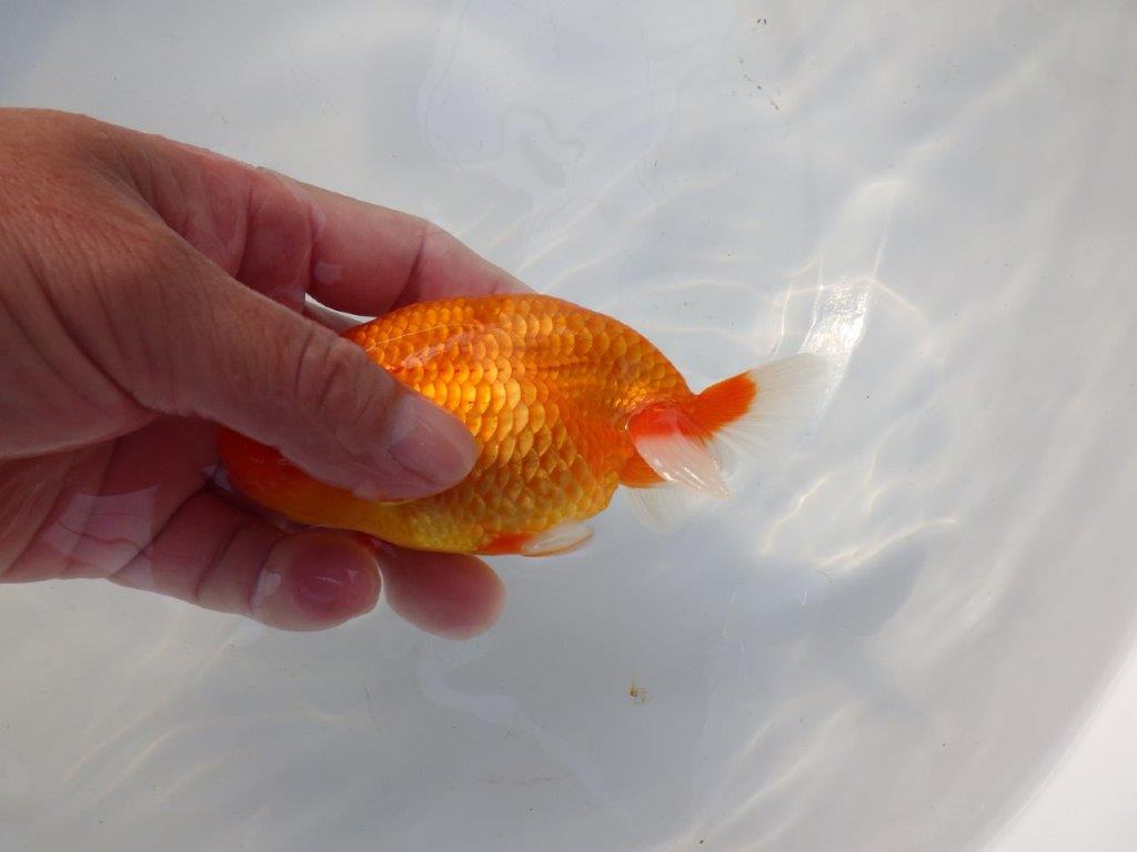 【 志摩紅鱗会所属ブリーダー様 当歳らんちゅう】尾型、構え最高! 約12,5㎝  オス?