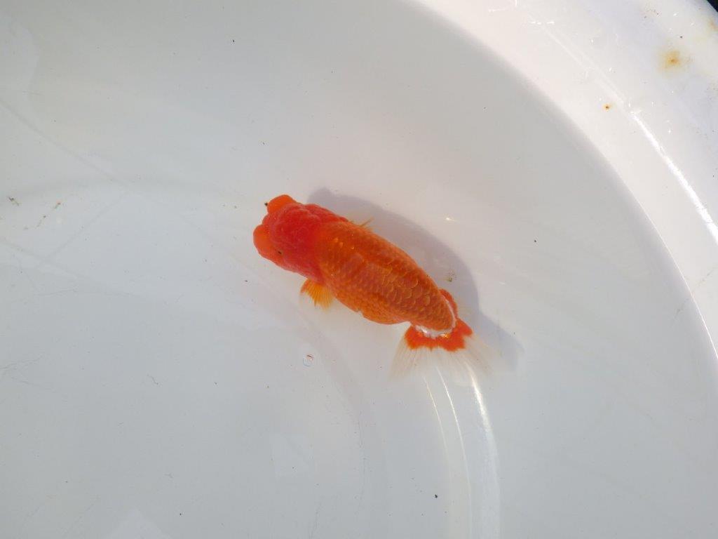 【 志摩紅鱗会所属ブリーダー様 当歳らんちゅう】素晴らしいフンタン! 約12,5㎝  オス?