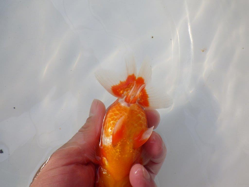 【 志摩紅鱗会所属ブリーダー様 当歳らんちゅう】素晴らしいフンタン! 約12,5㎝  オス?