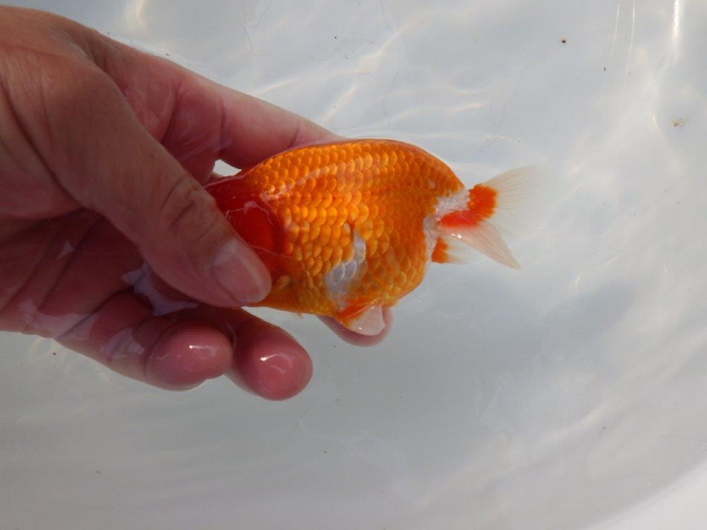 【 志摩紅鱗会所属ブリーダー様 当歳らんちゅう】素晴らしいフンタン! 約12,5㎝  オス?