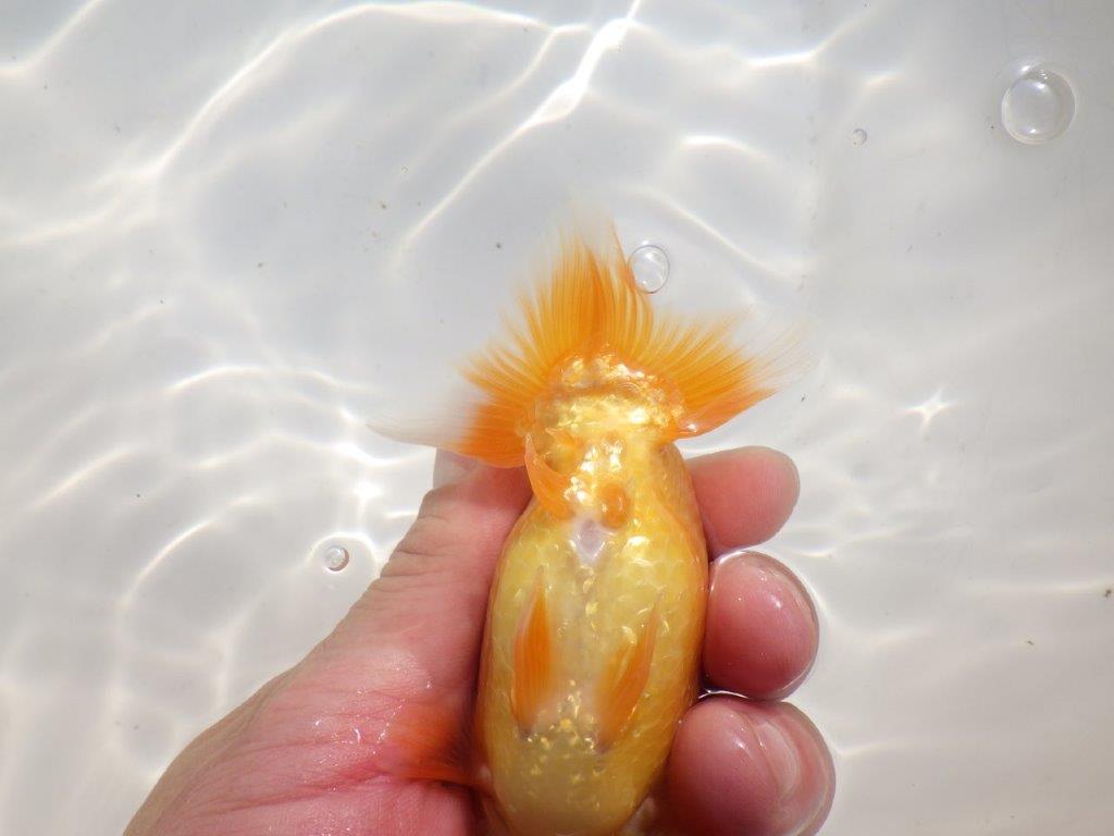 【愛知超優良系統 】背も綺麗!当歳らんちゅう約11㎝オス?