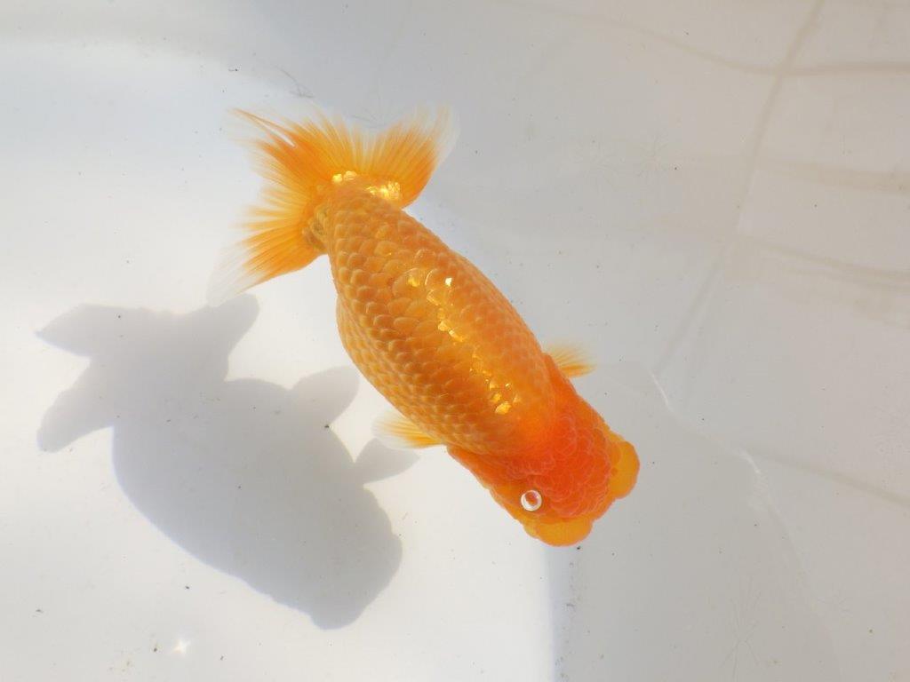 【愛知超優良系統 】フンタン!横見も映える当歳らんちゅう約12㎝オス?
