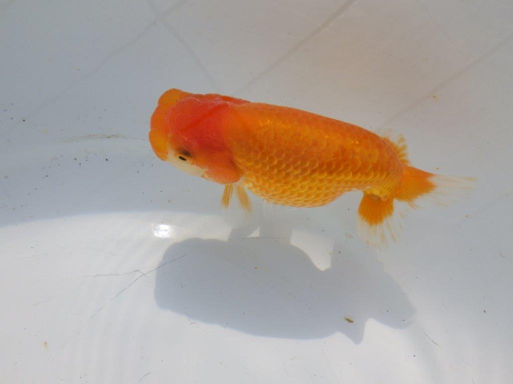 【愛知超優良系統 】冬場の飼い込みお勧め当歳らんちゅう約12㎝メス？