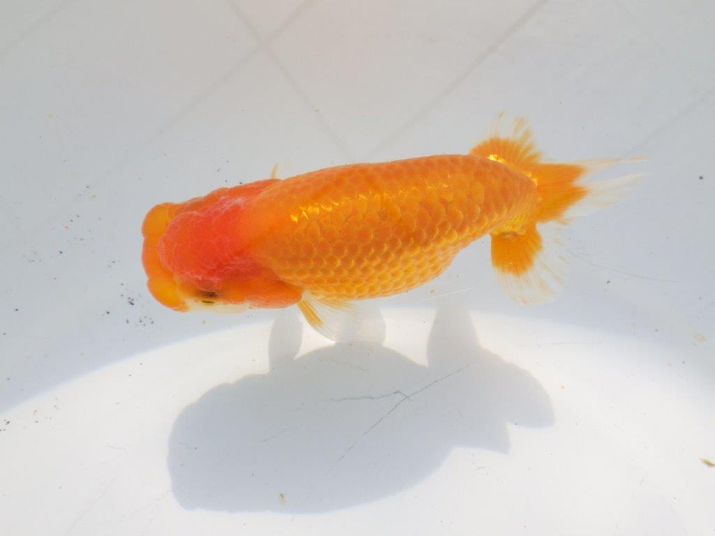 【愛知超優良系統 】冬場の飼い込みお勧め当歳らんちゅう約12㎝メス？