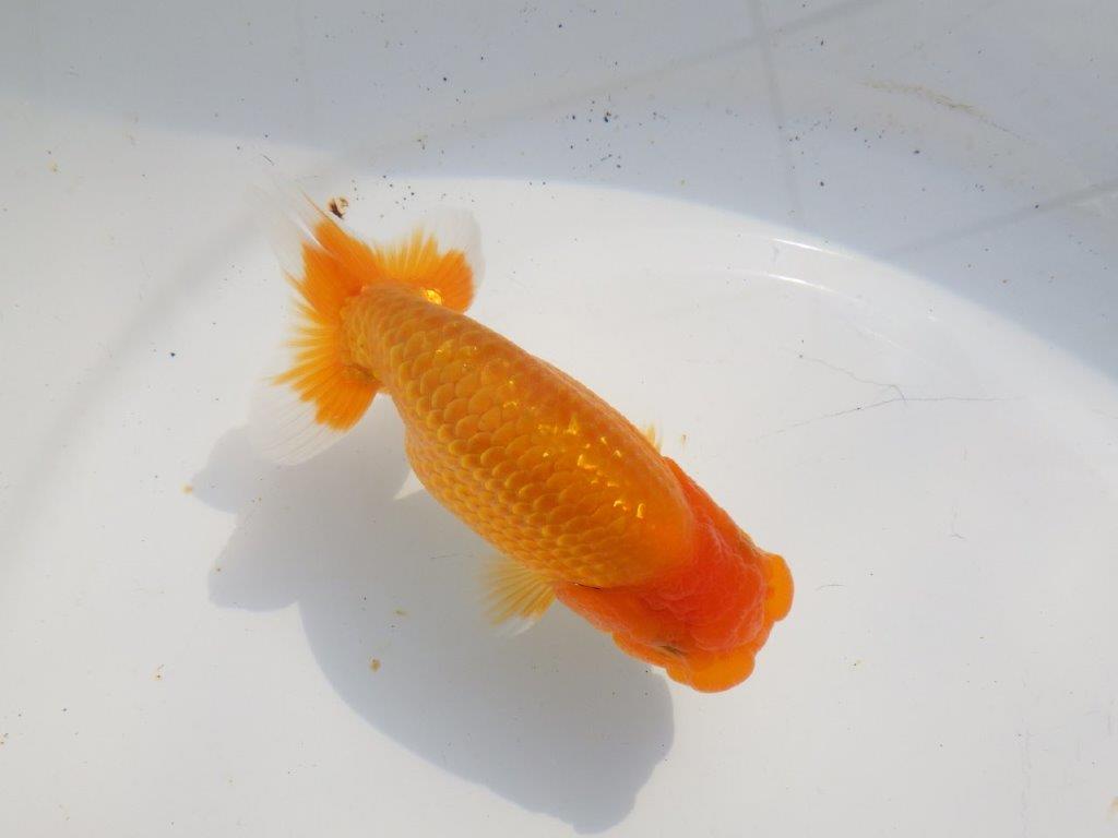 【愛知超優良系統 】種にもお勧め!上物当歳らんちゅう約12,5㎝オス?