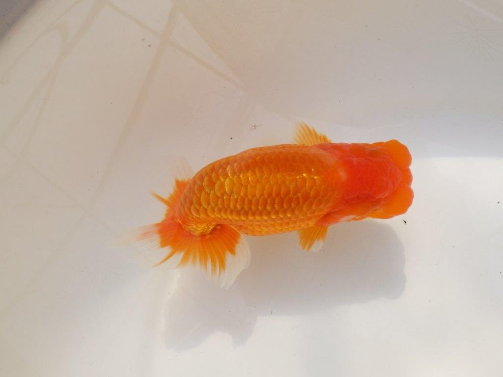 【全国大会西大関獲得ブリーダー 】種にもお勧め当歳らんちゅう約14,5㎝オス?