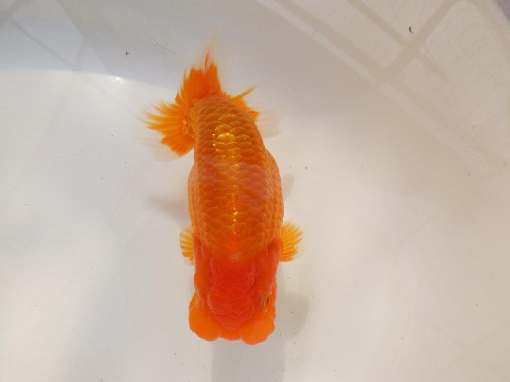 【全国大会西大関獲得ブリーダー 】種にもお勧め当歳らんちゅう約14,5㎝オス?