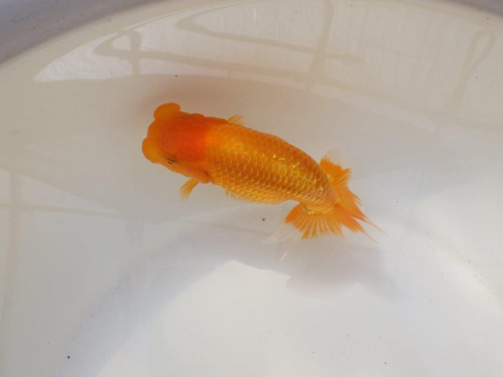 【全国大会西大関獲得ブリーダー 】上物ご鑑賞お勧め当歳らんちゅう約14,5㎝メス?