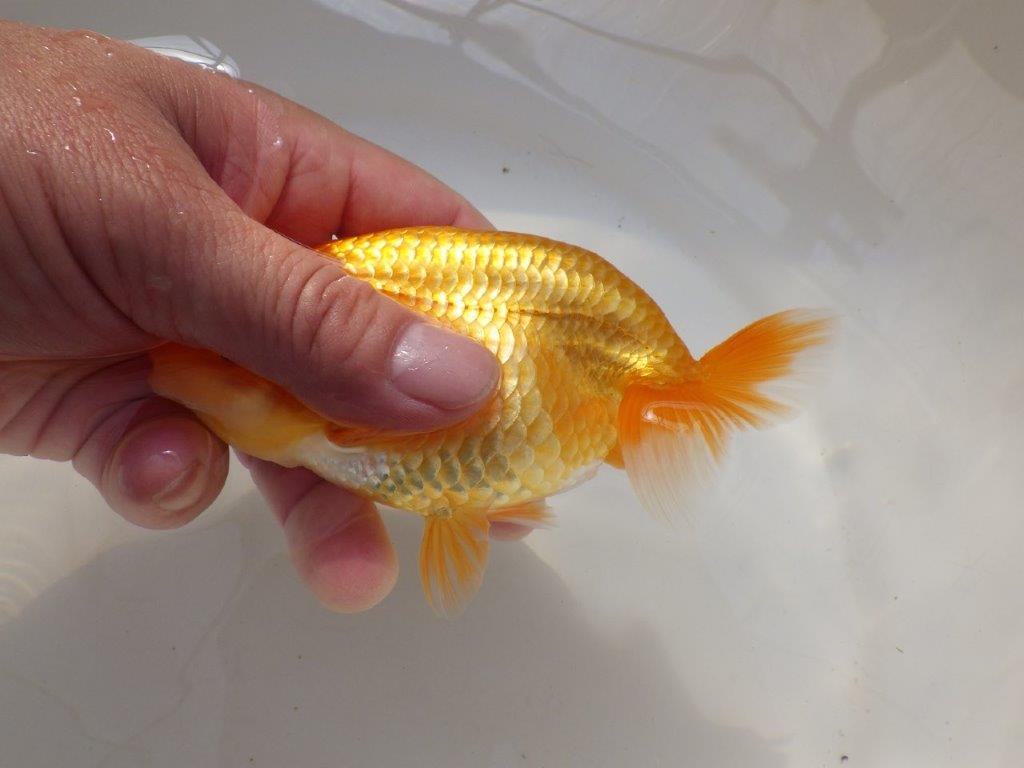 【全国大会西大関獲得ブリーダー 】上物ご鑑賞お勧め当歳らんちゅう約14,5㎝メス?