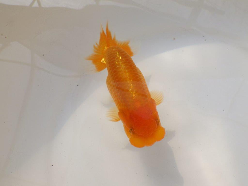 【全国大会西大関獲得ブリーダー 】上物ご鑑賞お勧め当歳らんちゅう約14,5㎝メス?