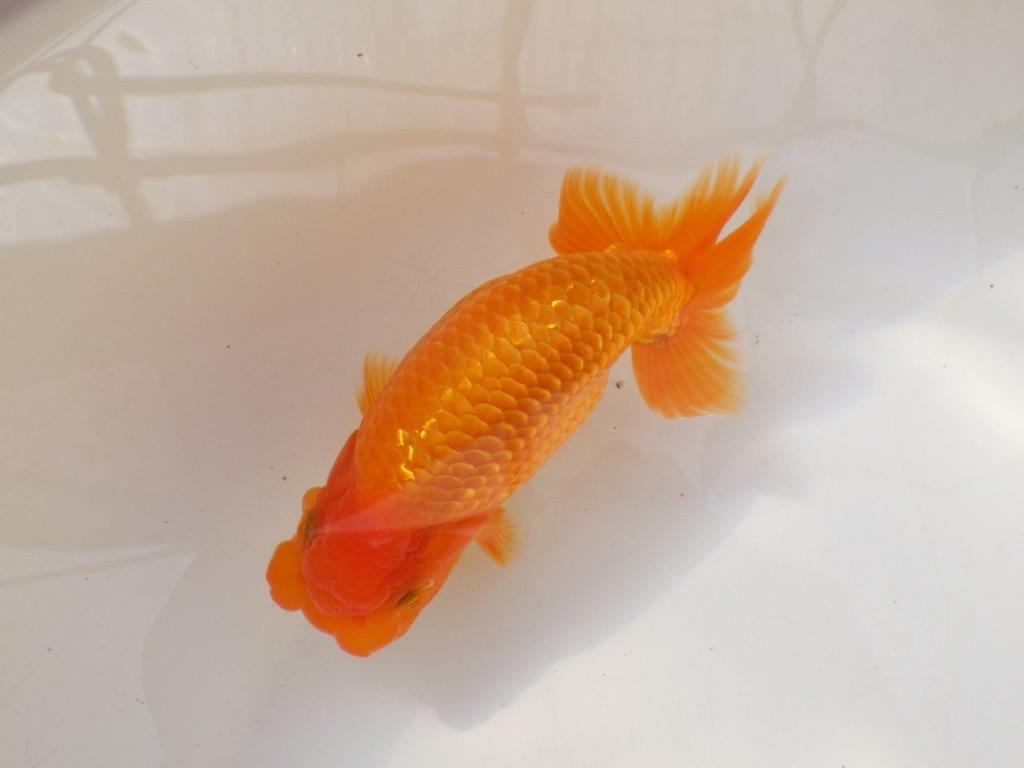 【全国大会西大関獲得ブリーダー 】上質なみどころある当歳らんちゅう約14,5㎝オス?