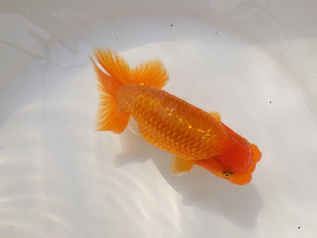 【全国大会西大関獲得ブリーダー 】上質なみどころある当歳らんちゅう約14,5㎝オス?
