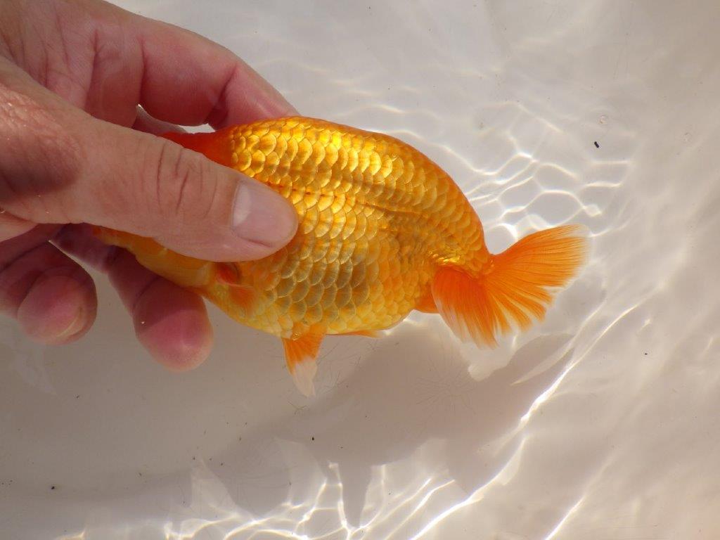 【全国大会西大関獲得ブリーダー 】上質なみどころある当歳らんちゅう約14,5㎝オス?