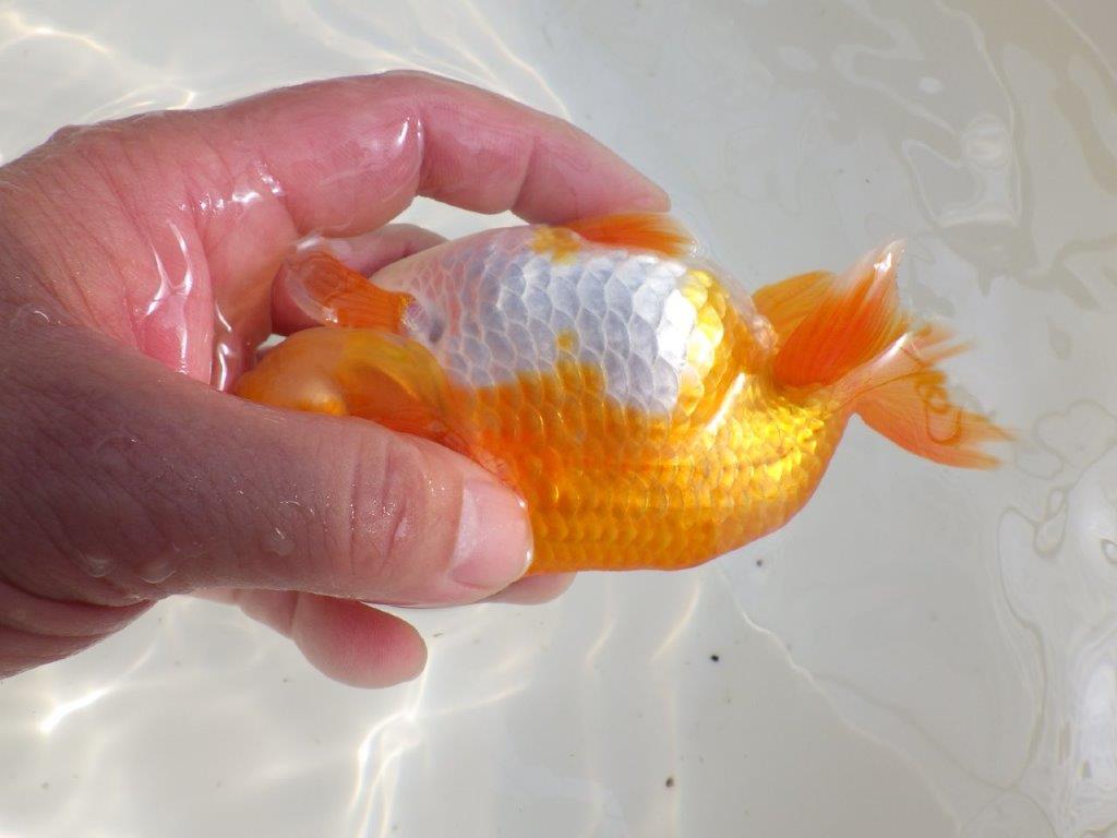 【全国大会東大関獲得ブリーダー 】素晴らしい雰囲気の当歳らんちゅう約14,5㎝オス?