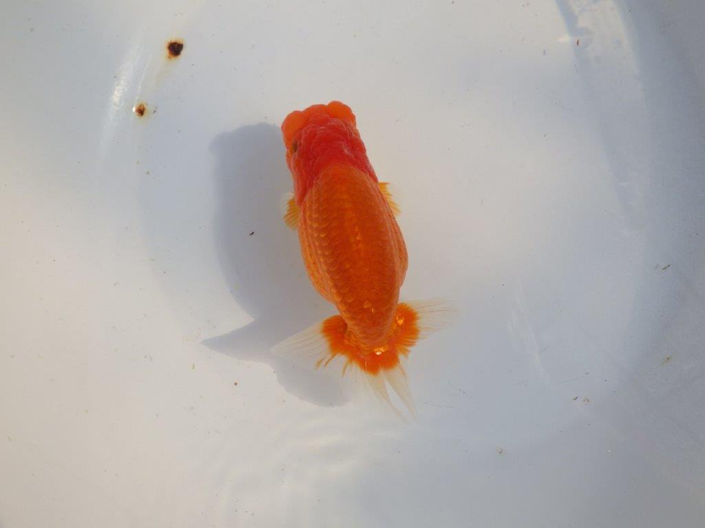 【愛知 小早川義幸氏　当歳らんちゅう 】飼い込みお勧めのらんちゅう　約14,5cm メス？の上身