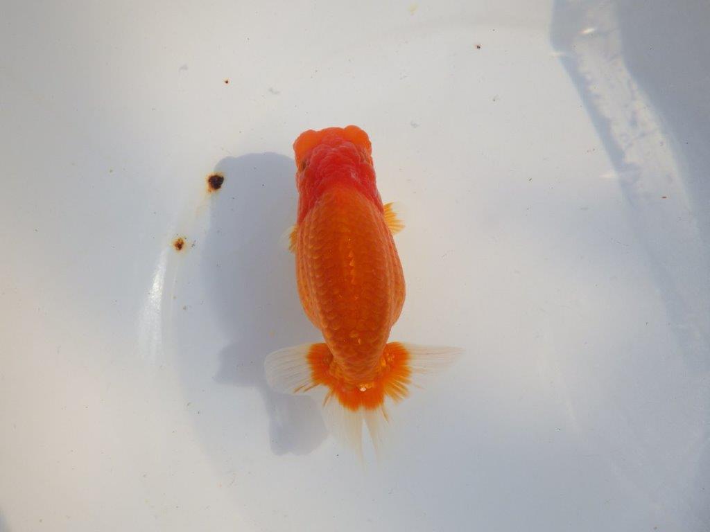 【愛知 小早川義幸氏 当歳らんちゅう 】飼い込みお勧めのらんちゅう 約14,5cm メス?