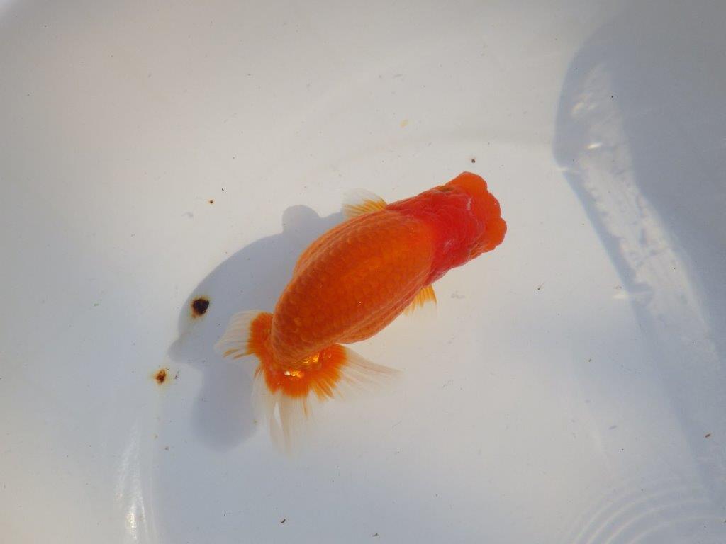 【愛知 小早川義幸氏 当歳らんちゅう 】飼い込みお勧めのらんちゅう 約14,5cm メス?